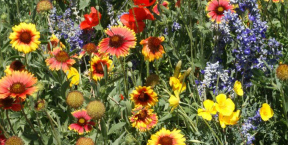 field of wildflowers