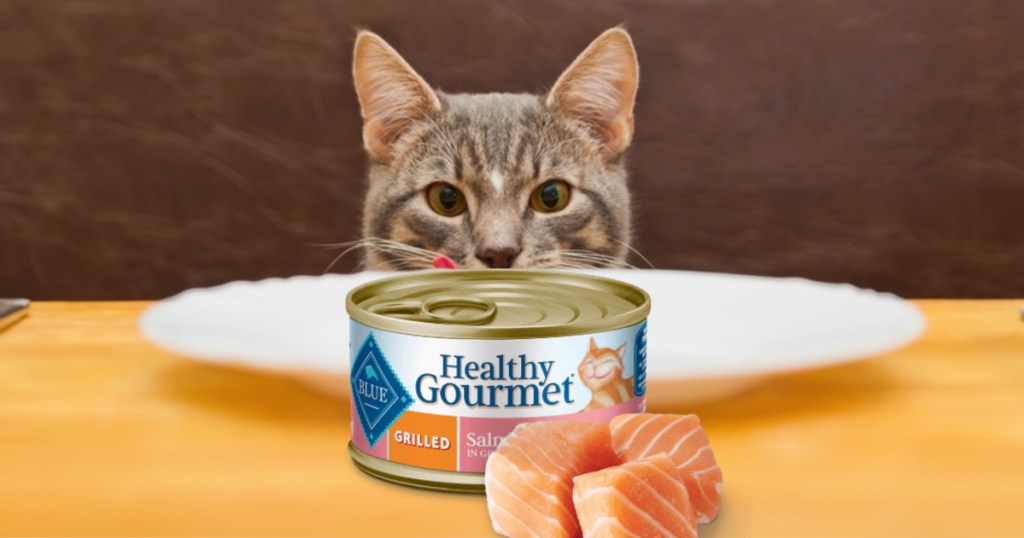cat at table with can of salmon cat food on white plate