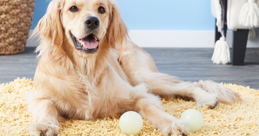 dog laying on the floor next to 2 chuckit! glow balls