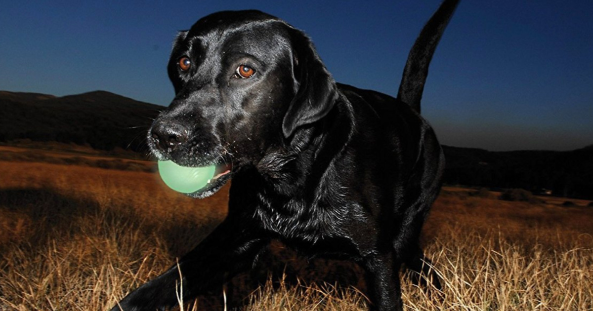 black dog holding a Chuckit! Glow Ball is his mouth