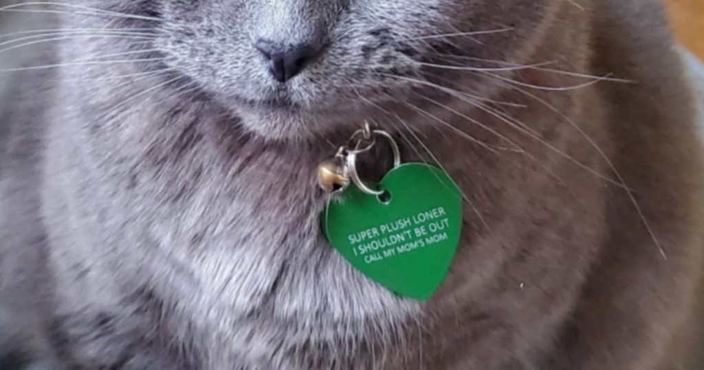 Grey cat wearing a green heart shaped ID tag