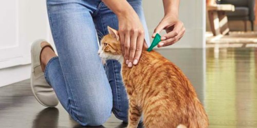 Frontline Plus 8-Count Flea & Tick Treatment from $53.82 Shipped on Chewy.com (Regularly $77)