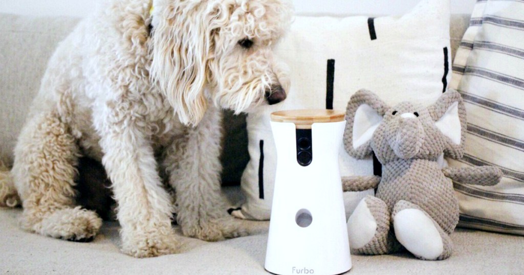 white dog sniffing furbo dog camera