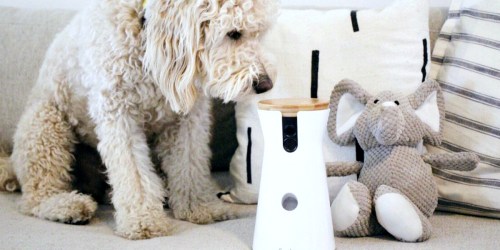 Furbo Dog Camera for Medical Workers – Latest Info & The Best Places to Buy One!