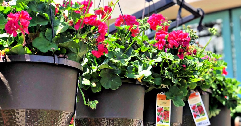 Lowe's Hanging pink flower plant