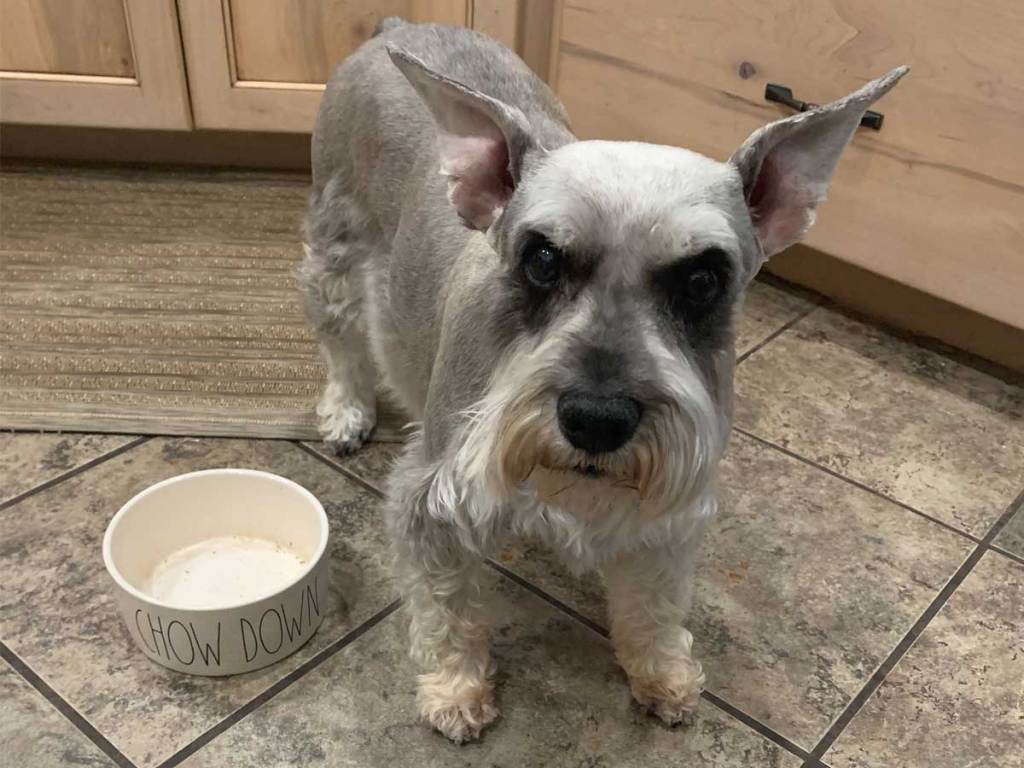 schnauzer standing next to his dog bowl