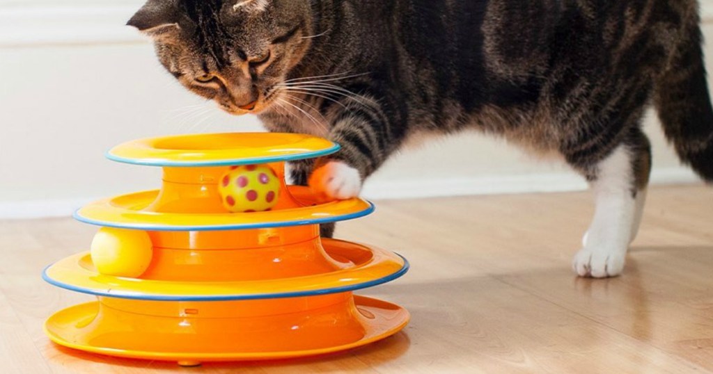 cat playing with a toy