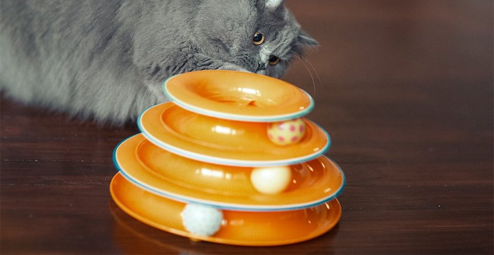 cat playing with a toy