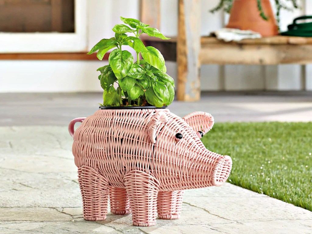 SONOMA Goods for Life Wicker Pig Planter on sidewalk in backyard