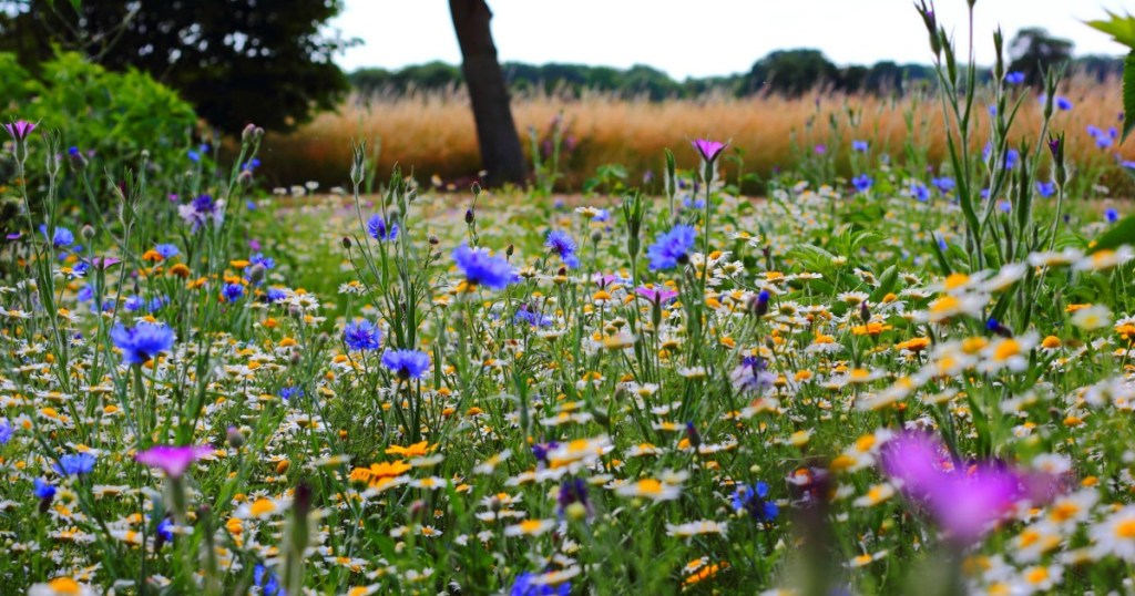 Wildflowers in a field