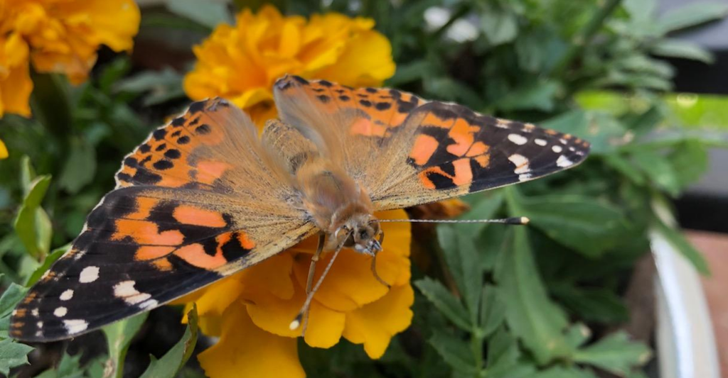 butterfly on flower in habitat 