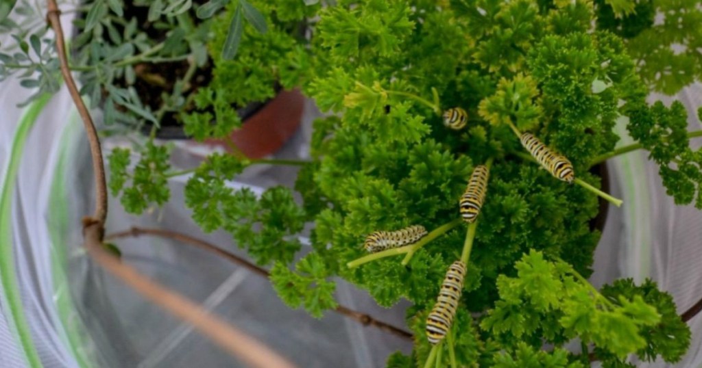 caterpillars in butterfly habitat 