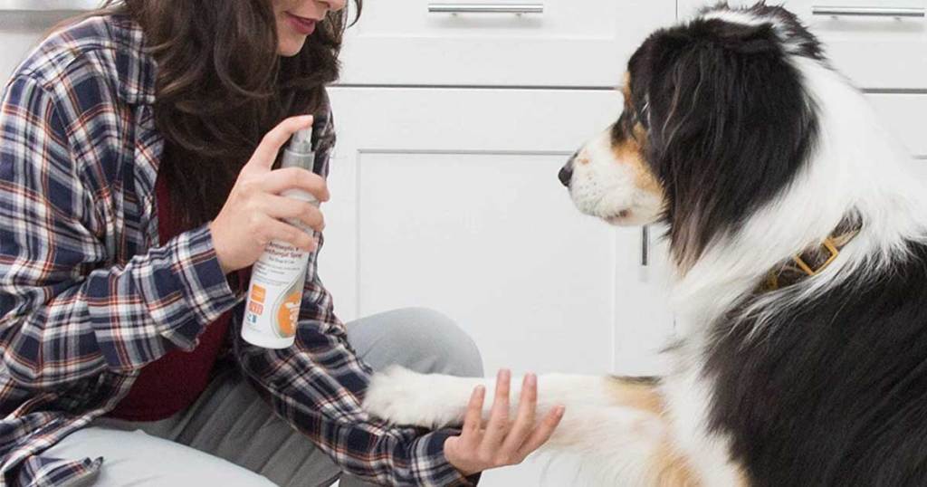 woman holding paw of dog and spraying with vet spray