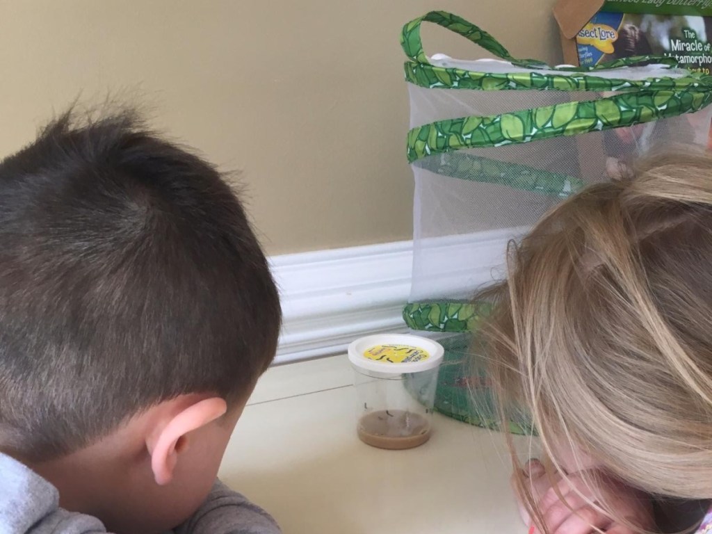 kids watching live caterpillars inside cup