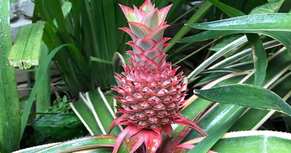 red brazilian pineapple plant