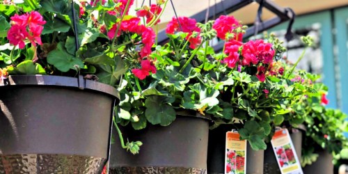 Hanging Flower Baskets Just $5 Each at Lowe’s & More Garden Deals