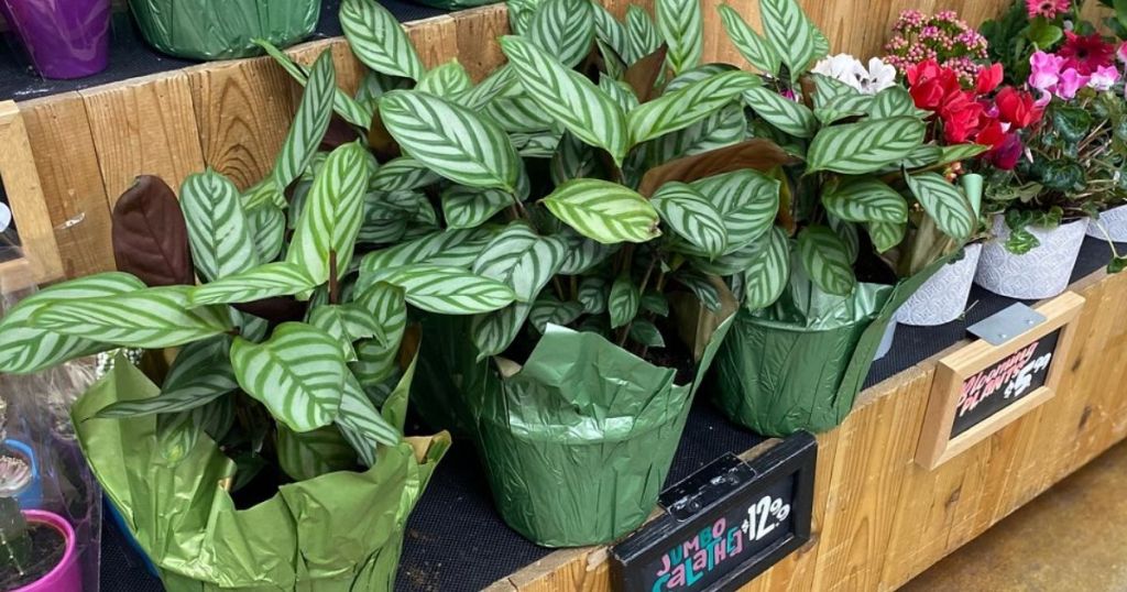 Large leafy potted plants