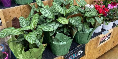 Jumbo Calathea Plants Just $12.99 at Trader Joe’s