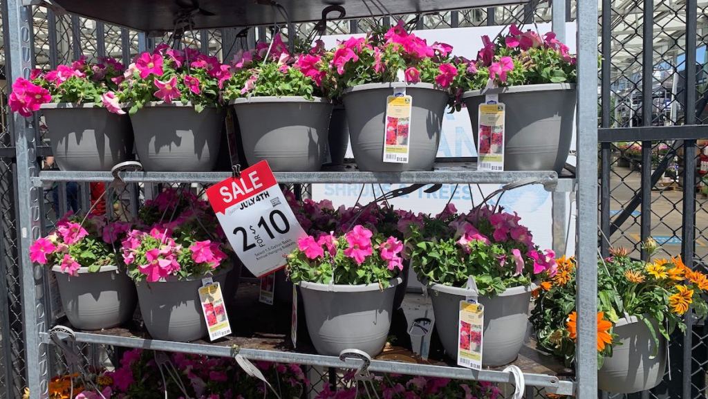 hanging flower baskets on a cart