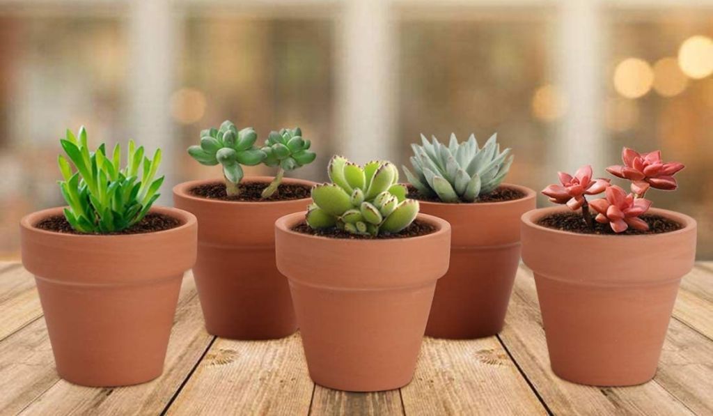 Mini clay pots filled with succulents