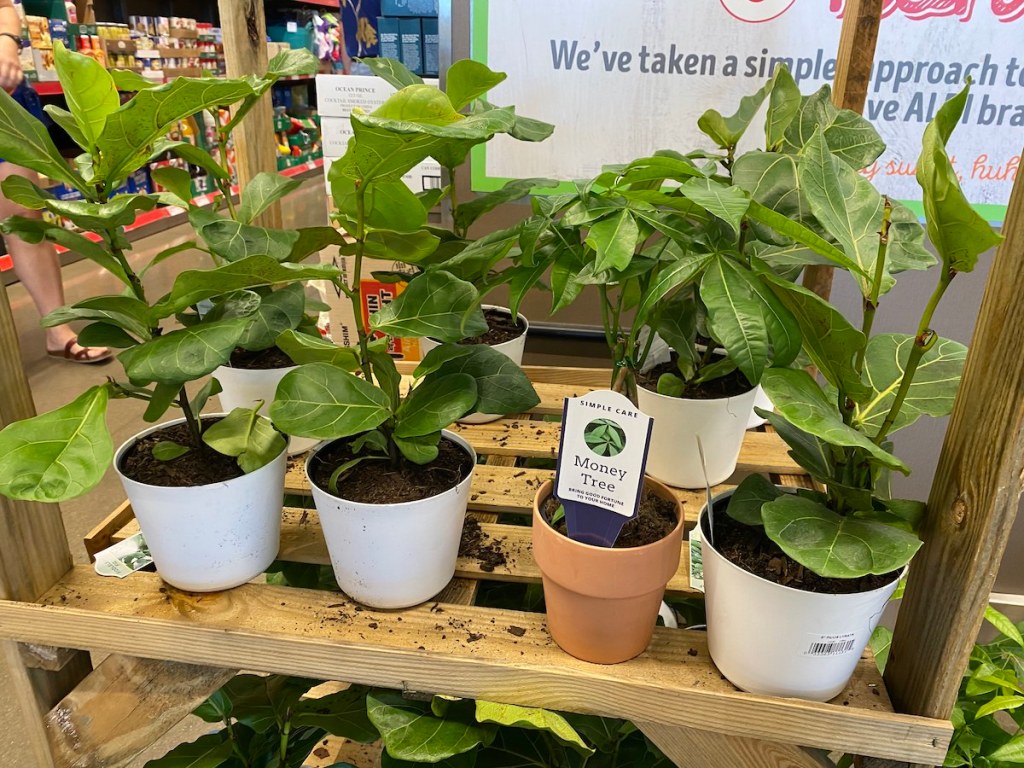 Money Tree at Aldi on shelf