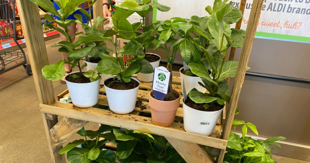 multiple Money Tree at Aldi on wooden shelf