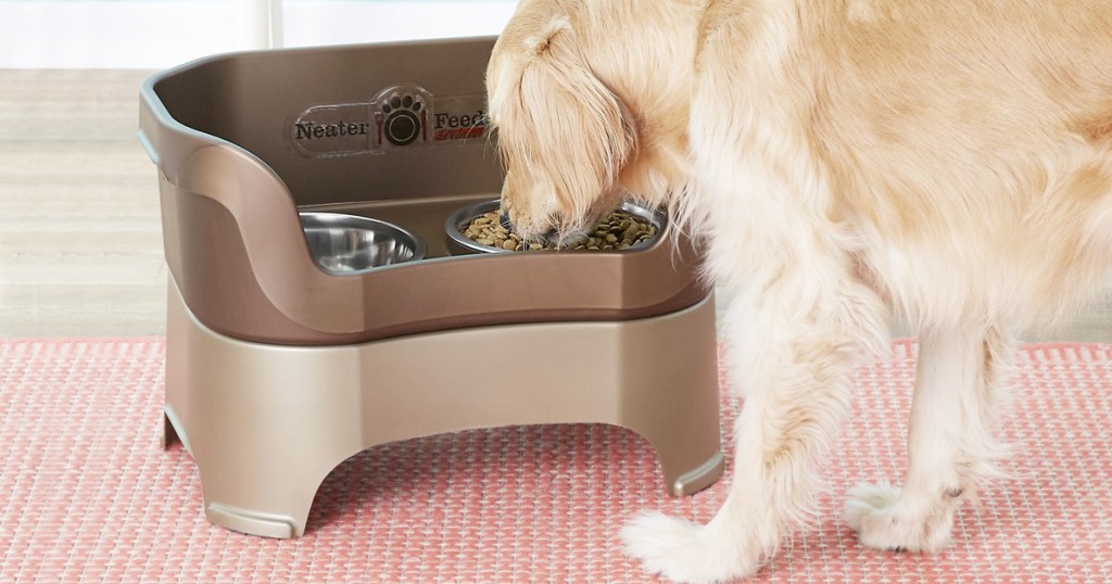 golden retrieve eating out of elevated dog bowls with raised side walls