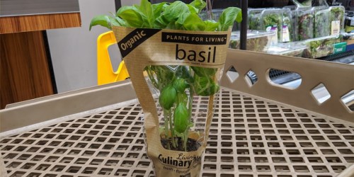 ALDI Organic Herb Plants Only $2.99