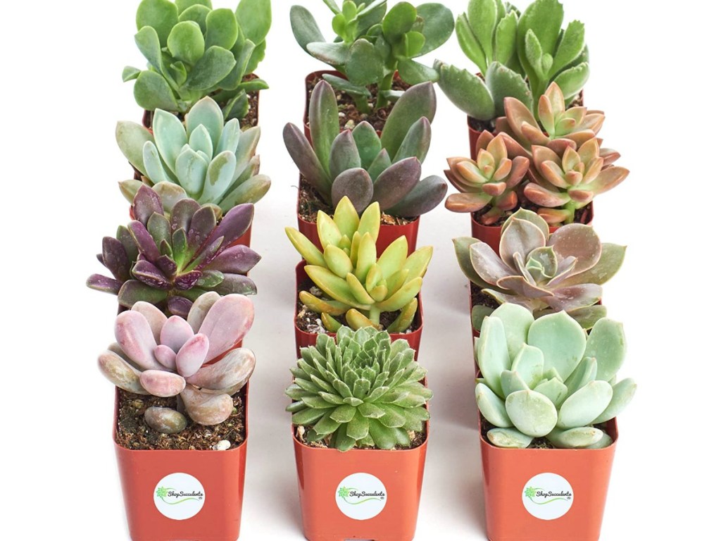 12 succulents