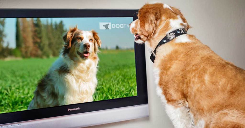 dog watching dogtv on screen