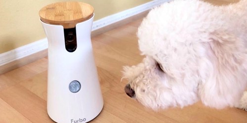 5 Best Dog Cameras to Buy on Amazon
