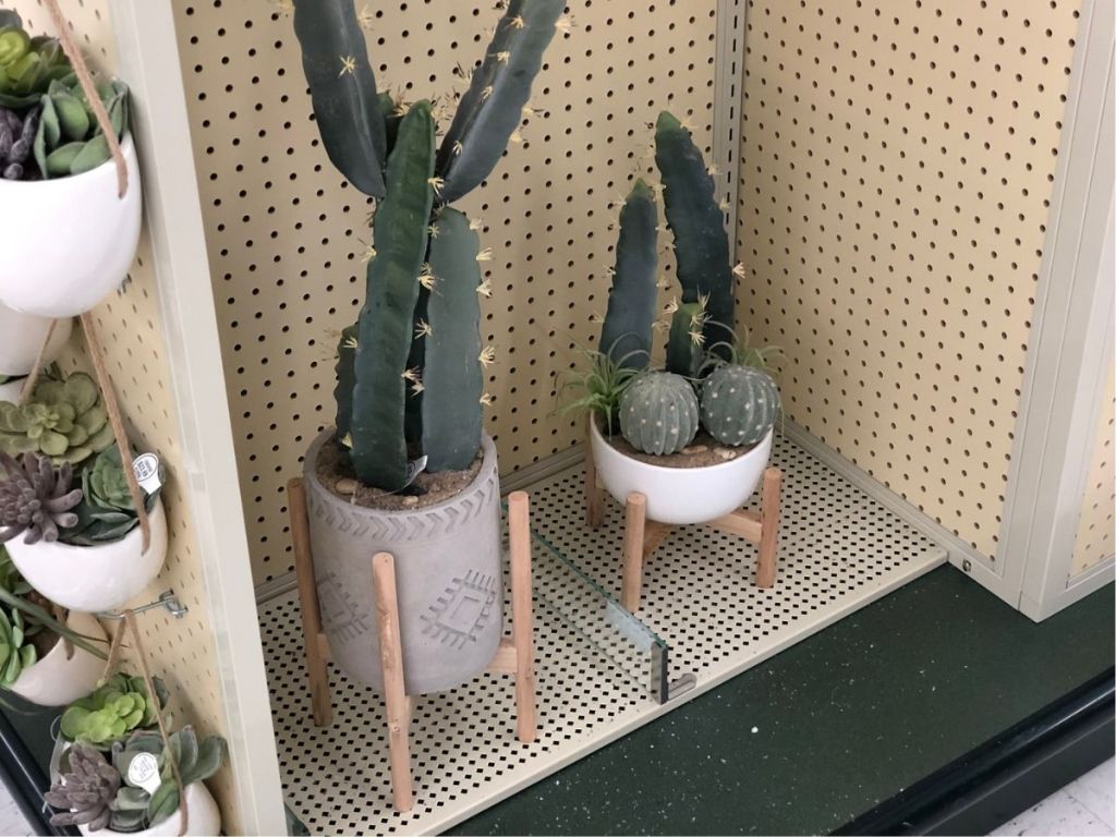 two cactus plants in store hobby lobby plant pots