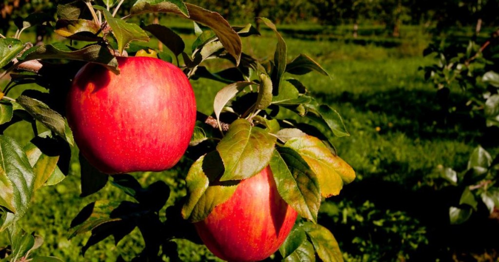 honeycrisp apple tree