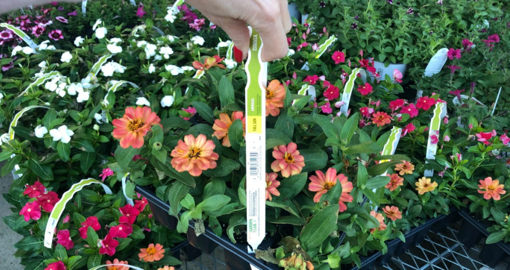 hand holding container of flowers