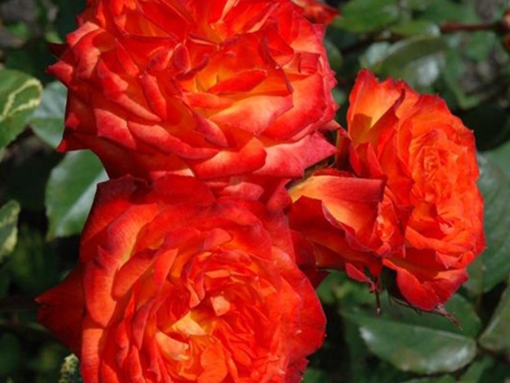 orange rose bush