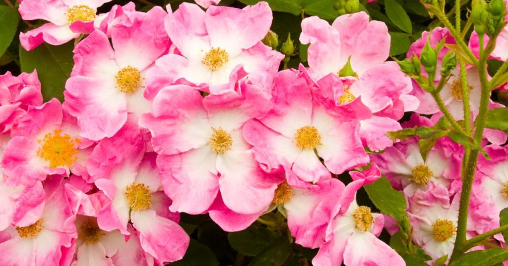 pink and white rose bush