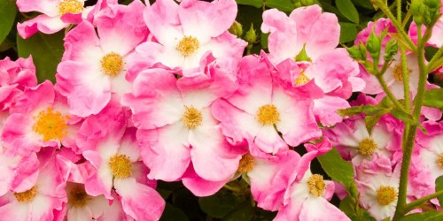 HOT Buys on Rose Bushes & Fruit Trees on HomeDepot.com