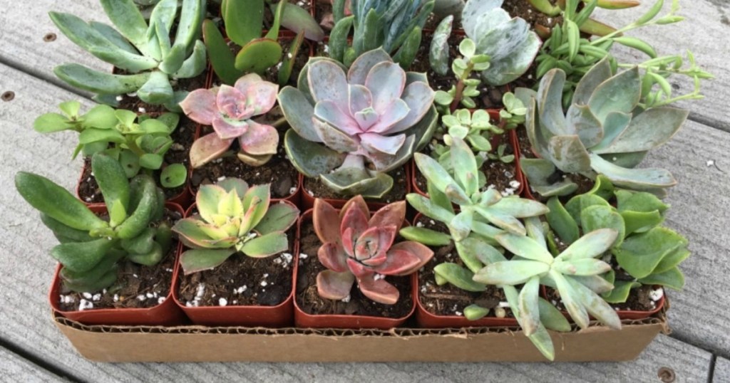 potted succulents