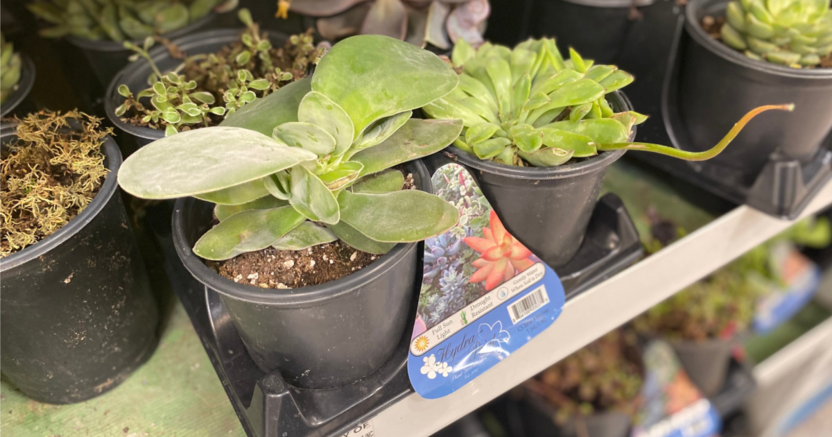 succulents on display in store