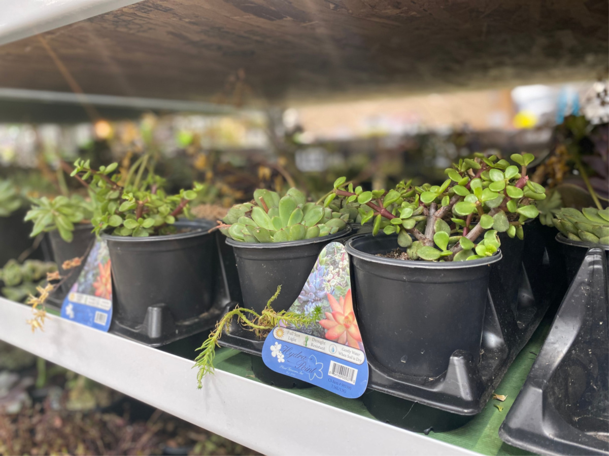 succulents on store shelf