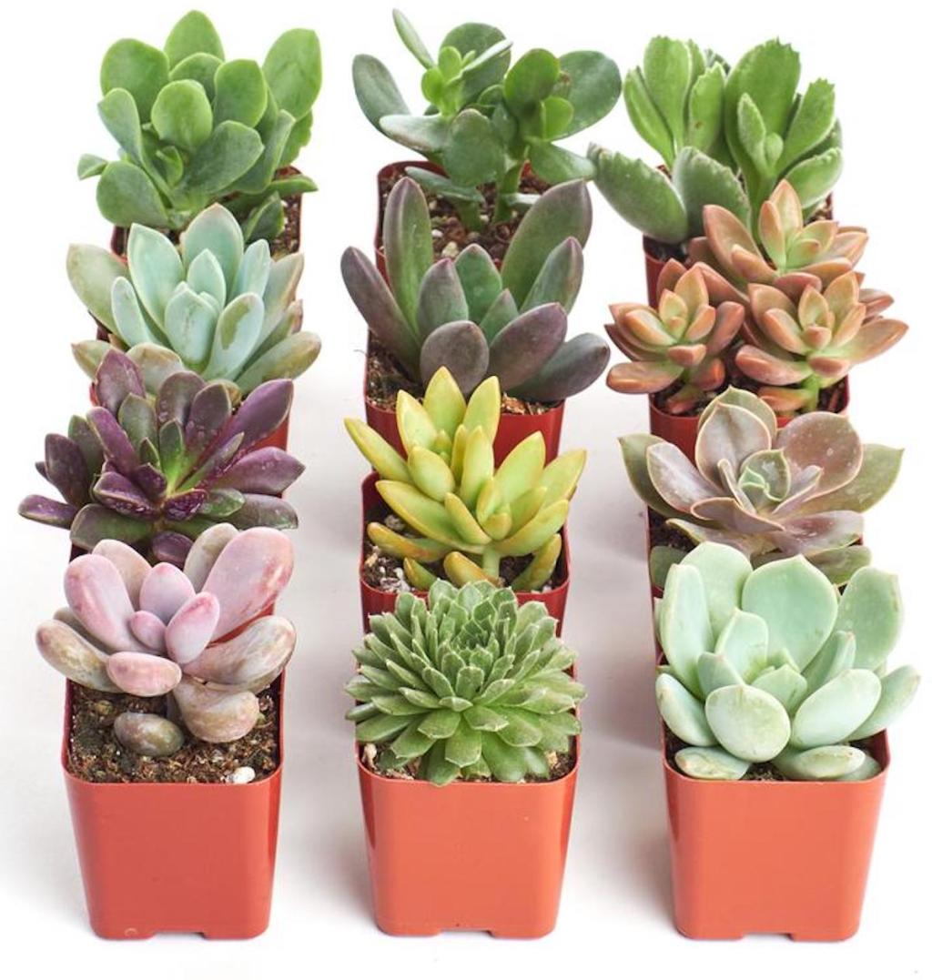 12 pack of succulents in pots with assorted styles