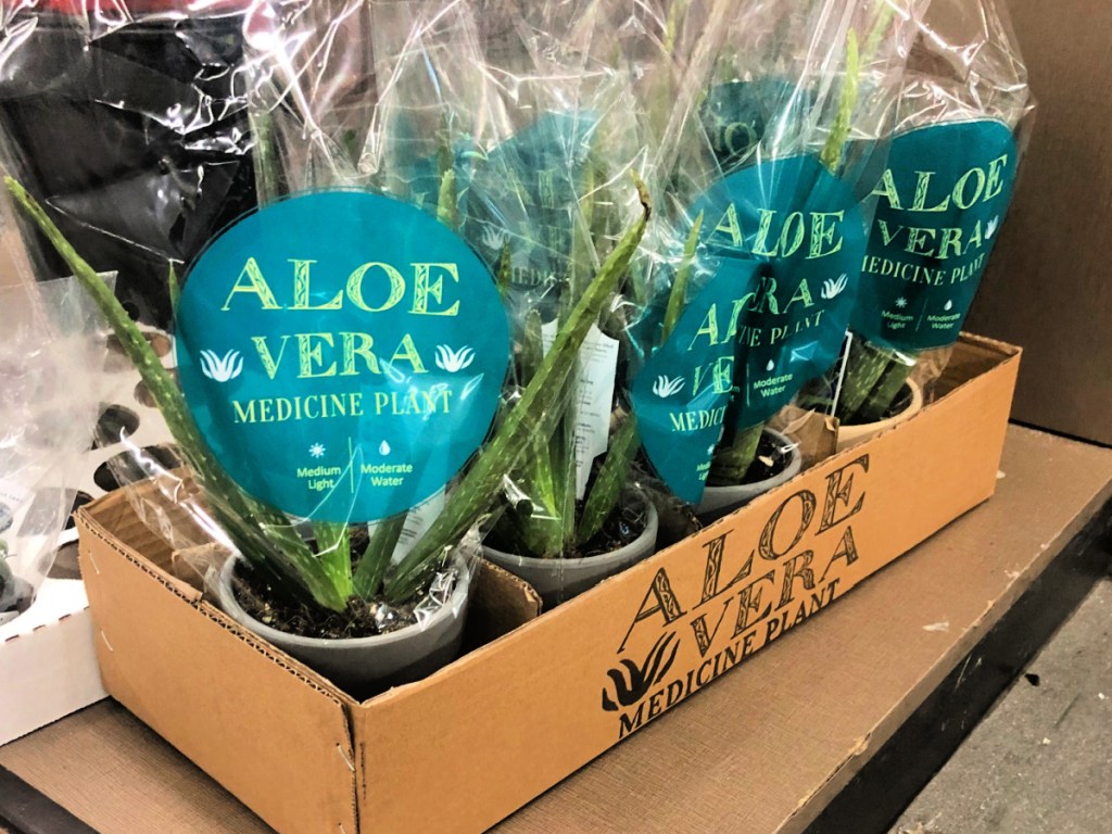 Aloe Vera Medicine Plants at ALDI