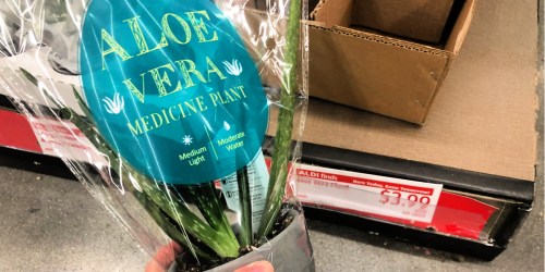 Aloe Vera Medicine Plants Only $3.99 at ALDI + More