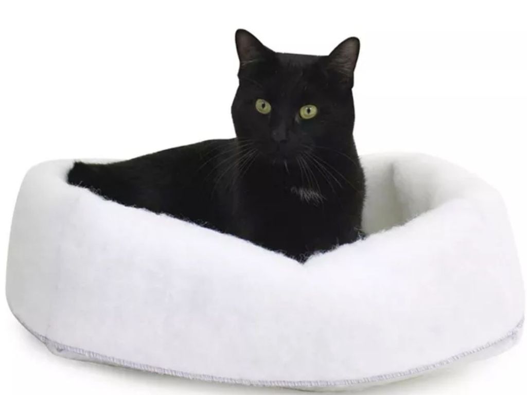 black cat in bed