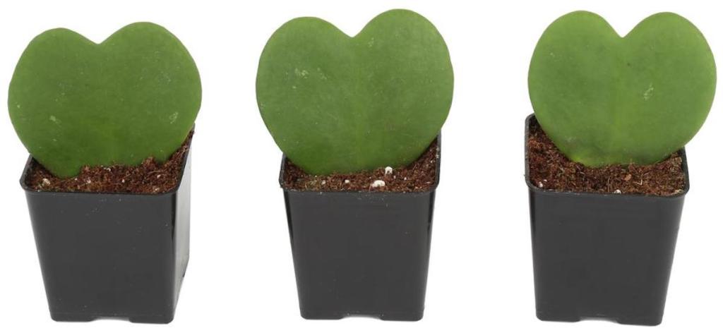 three heart shaped hoyas in plants