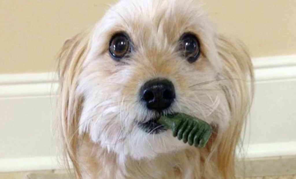 small white dog with greenies dog treat in mouth