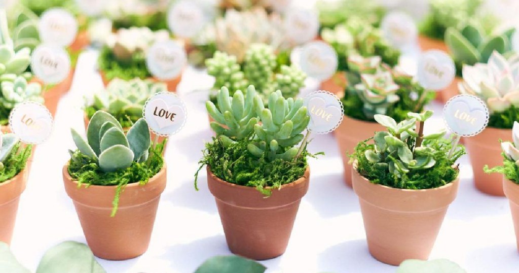 assortment of succulents in round plants with signs that say love on them