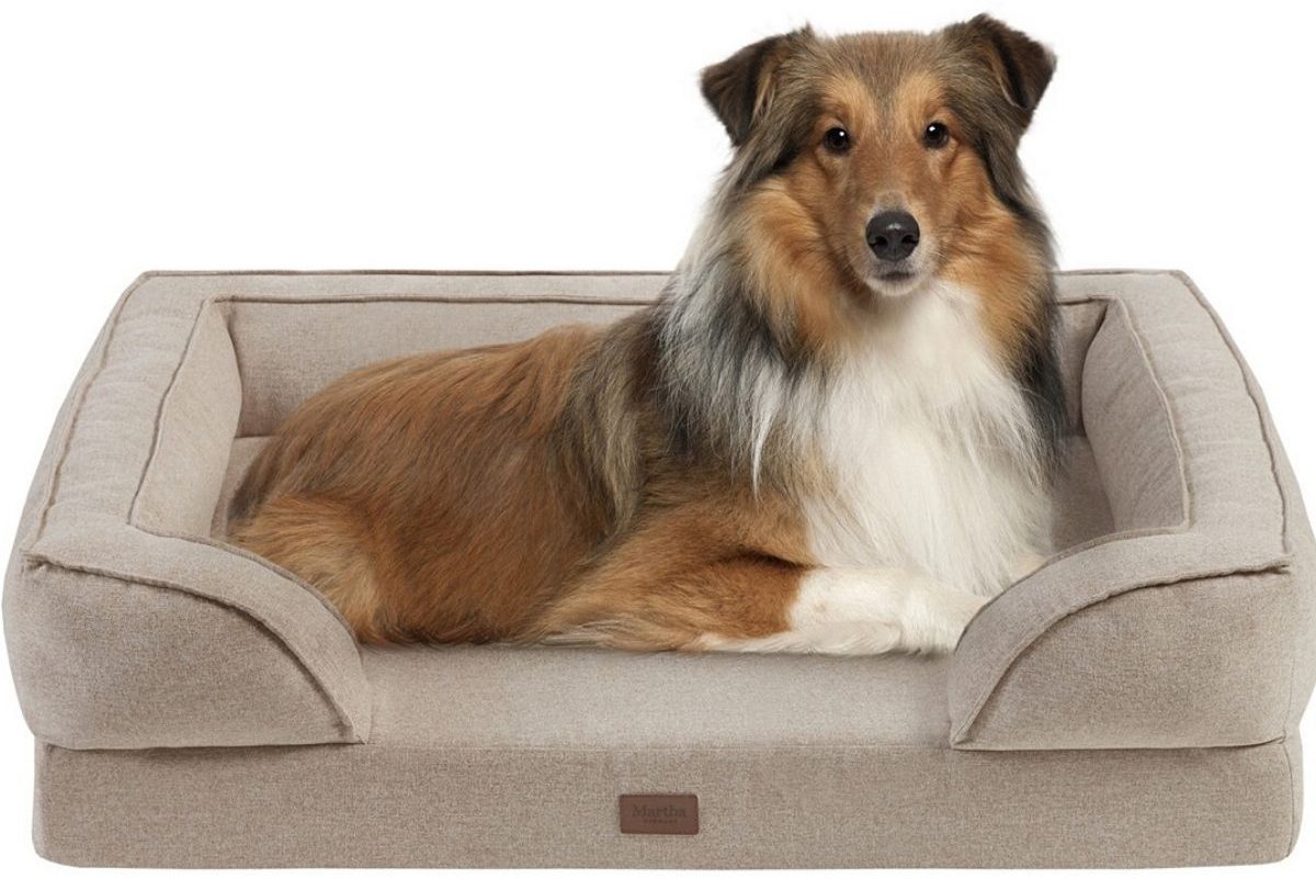 Collie in dog bed