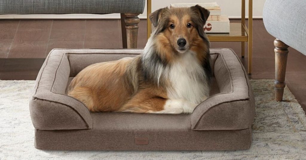 collie laying in a pet bed