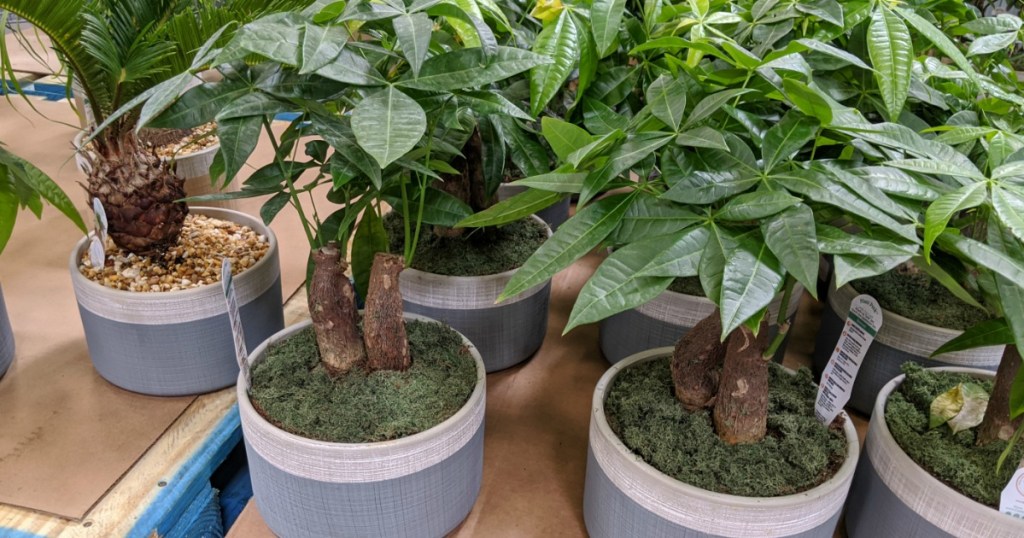 potted plants on table at Sam's Club